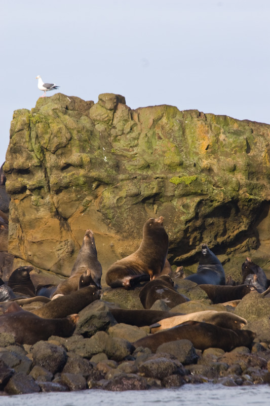 California Sealion Colony